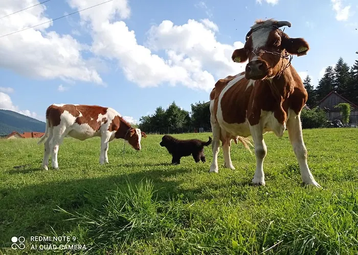 Zalasek Gospodarstwo Agroturystyczne Z Alpakami Dobra  photo