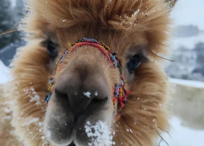 صورة Zalasek Gospodarstwo Agroturystyczne Z Alpakami Dobra 